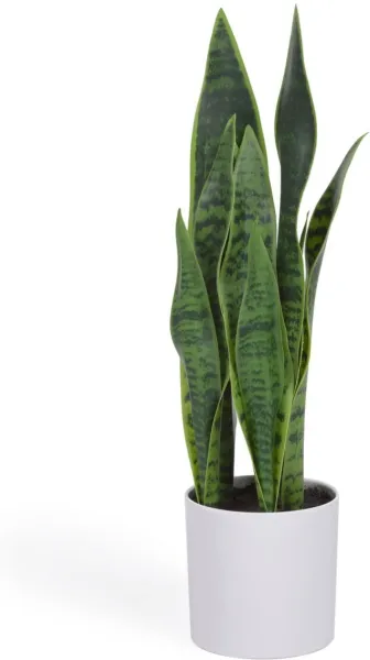 Sansevieria, keinotekoinen kasvi, valkoinen, H55x18x19 cm